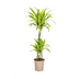 Dracaena Deremensis Lemon Lime Ø21cm - 90-110cm Bild 1