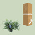 Phlebodium Aureum Blue Star Farn - Ø17cm - ↕50cm Bild 4