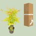 Acer palmatum 'Orange Dream' - Ø19cm Topf, ca. 50cm hoch Bild 4
