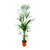 Kentia palm - 180cm - ⌀21 -25 Bild 1