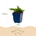 Green boutiQ - Stauden - Phlox Maischnee - Flammenblume - Bodendecker - Weiß - 1 Pflanze - Topf 11cm - Höhe 15-25cm Bild 7