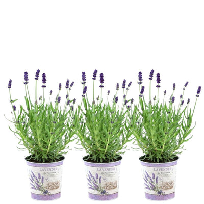 3er Set Lavendel 'Felice' im Deko-Topf (13 cm)