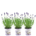 3er Set Lavendel 'Felice' im Deko-Topf (13 cm) Bild 1