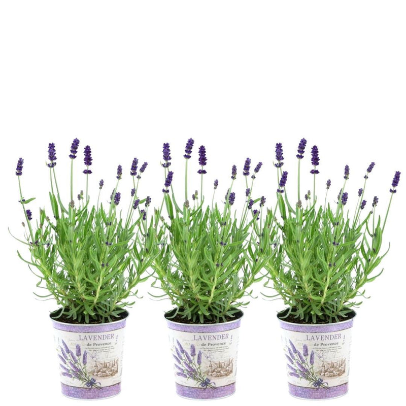 3er Set Lavendel 'Felice' im Deko-Topf (13 cm)