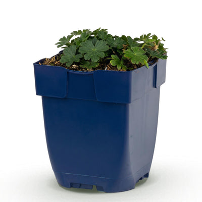Green boutiQ - Perennials - Geranium sanguineum 'Max Frei' - Cranesbill - Groundcover - Pink - 1 Plant - 11cm Pot - Height 15-25cm