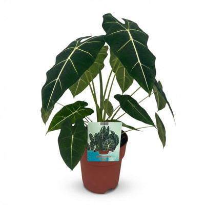 Alocasia Frydek Elefantenohr - Zimmerpflanze 60cm Topf 19cm
