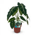 Alocasia Frydek Elefantenohr - Zimmerpflanze 60cm Topf 19cm Bild 2