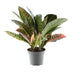 Codiaeum variegatum 'Petra' – Lebendiges Blattwerk, 30 cm Bild 1