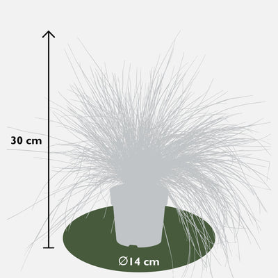 Festuca glauca Azura Blue - Blauschwingel im Ø14 Topf, 30cm hoch