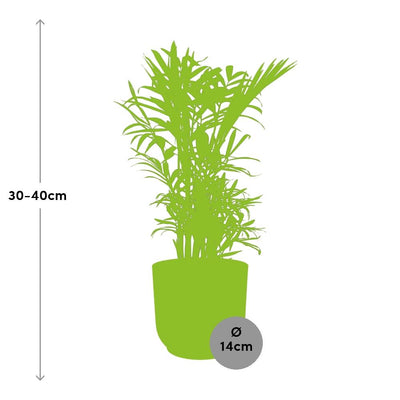 Chamaedorea Elegans Zwergbergpalme im gelben ELHO Vibes Topf