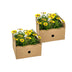 8x Osteospermum ecklonis Gelb Ø12 cm - 20 cm Höhe Bild 4