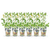GreenboutiQ Heidelbeere 'Bluecrop' - 6 winterharte Pflanzen im 9cm Topf Bild 2