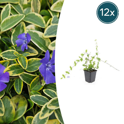 12x Immergrün 'Blau-Gold' - 10-25cm - Ø9cm