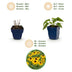 Green boutiQ - Staude - Rudbeckia fulg. Goldsturm - Gelbe Sonnenhut - Bienen- und Schmetterlingsanwerfer - Gelb - 12 Pflanzen - Topf 11cm - Höhe 15-25cm Bild 4