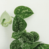 Scindapsus Pictus (Epipremnum) - Set of 2, Ø15cm, H20cm Bild 4