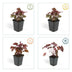 48x Heuchera mic. 'Palace Purple' - 10-25cm - Ø9cm Bild 4