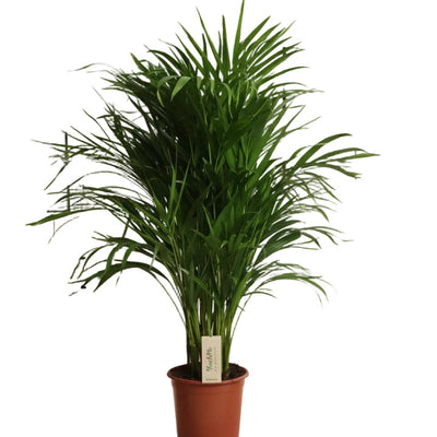 Dypsis Lutescens (Areca-Palme) - Ø21cm - ↕100cm