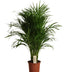 Dypsis Lutescens (Areca Palm) - Ø21cm - ↕100cm Bild 1