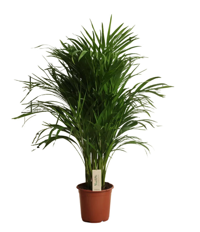 Dypsis Lutescens (Areca Palm) - Ø21cm - ↕100cm