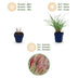 Green boutiQ - Gräser - Miscanthus sin. Red Chief - Pampasgras - Mit Blüte - Grün - 1 Pflanzen - Topf 11cm - Höhe 15-25cm Bild 3