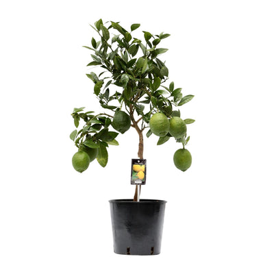Zitruspflanze Zitrone - 22cm Topf - 80cm hoch