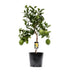 Zitruspflanze Zitrone - 22cm Topf - 80cm hoch Bild 1