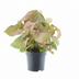 Syngonium Red Heart Houseplant in 14cm Pot, 30cm tall Bild 1