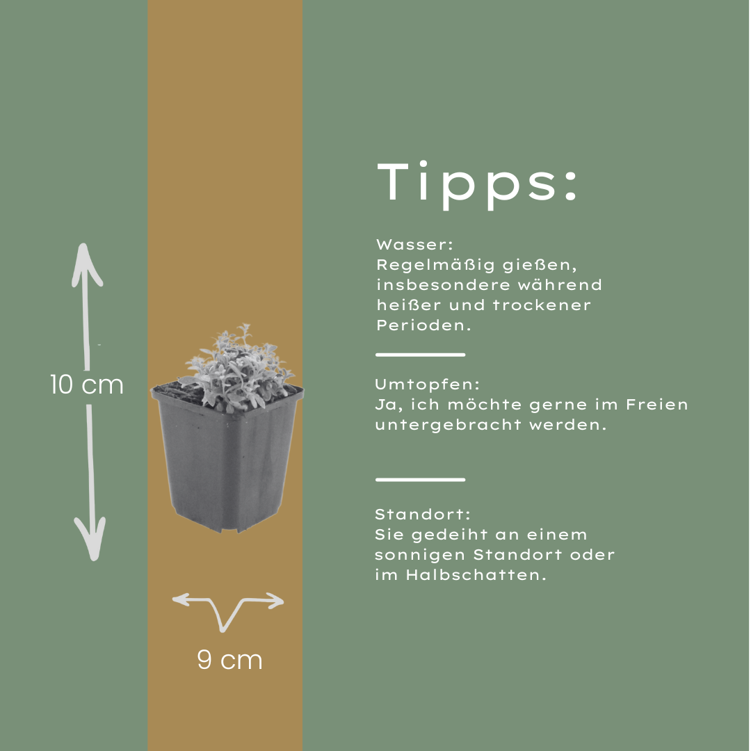 12x Kriechendes Gänseblümchen (Cerastium tomentosum) - Ø9cm