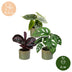 3x Baby Jungle Mix - Tropische Zimmerpflanzen - Ø6cm, ↕10-15cm Bild 5