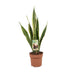 Sansevieria Trifasciata Laurentii - Ø17cm - ↕60cm - Easy Care & Air-Purifying Bild 1