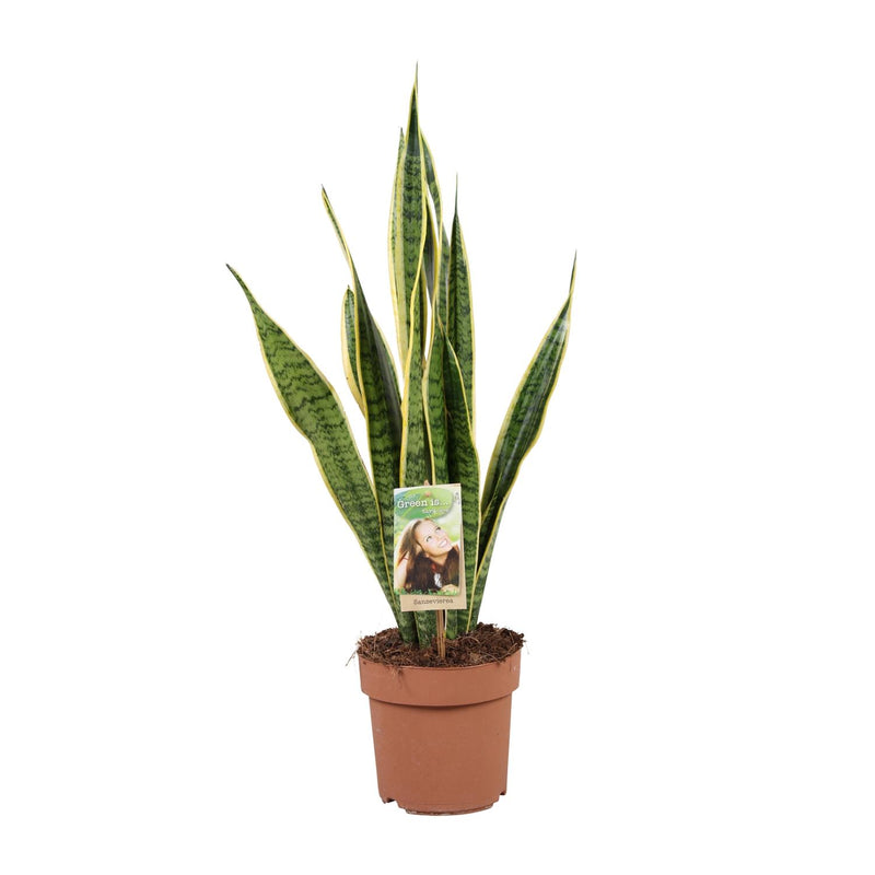 Sansevieria Trifasciata Laurentii - Ø17cm - ↕60cm - Easy Care & Air-Purifying