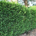 GreenboutiQ Leylandii Hedging Plants: 8 Plants for 1m of Hedge Bild 6