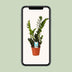 Zamioculcas Zamiifolia (ZZ Plant) Ø14cm - ↕45cm Bild 5