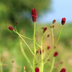 6x Sanguisorba 'Tanna' Perennials - 10-25cm, Ø9cm Bild 7