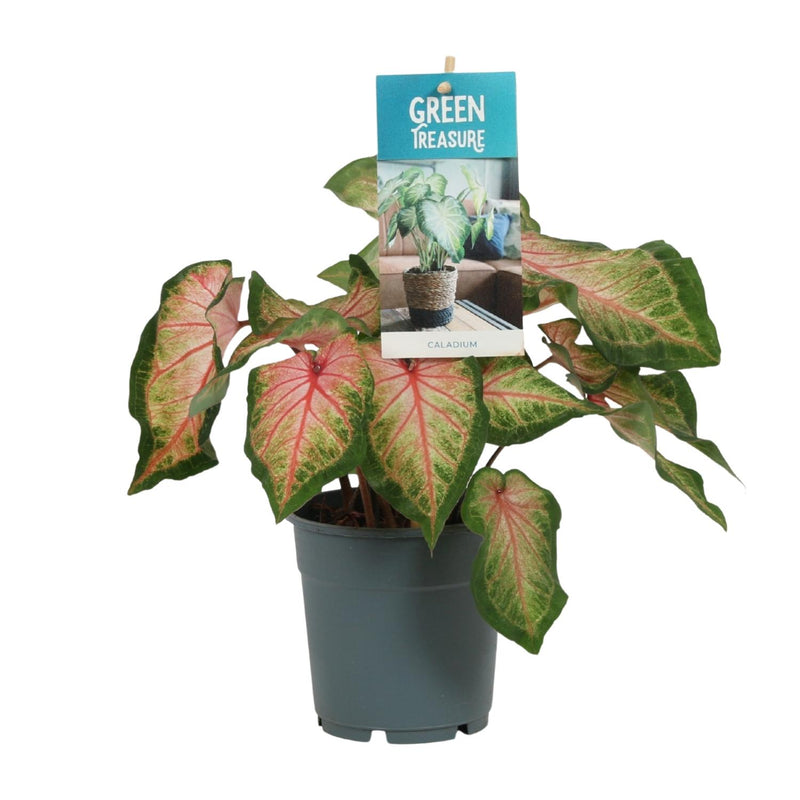Caladium Roze - Ø12cm - ↕25cm - Engel Flügel