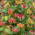 12x Dreifarbige Heckenkirsche - Lonicera Tricolour - 35cm Bild 5