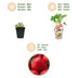 GreenboutiQ Erdbeerpflanzen Fragaria Elsanta - 6 Winterharte Pflanzen Bild 4