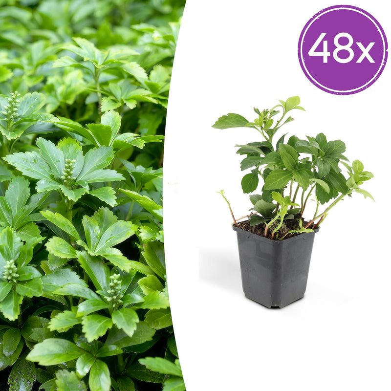 48x Pachysandra 'Green Carpet' Groundcover - 10-25cm
