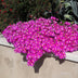 GreenboutiQ Bodendecker Delosperma Mix - 4 Pflanzen, winterhart Bild 5