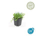 12x Isotoma fluviatilis 'Alba' Bodendecker (10-25cm) Bild 2