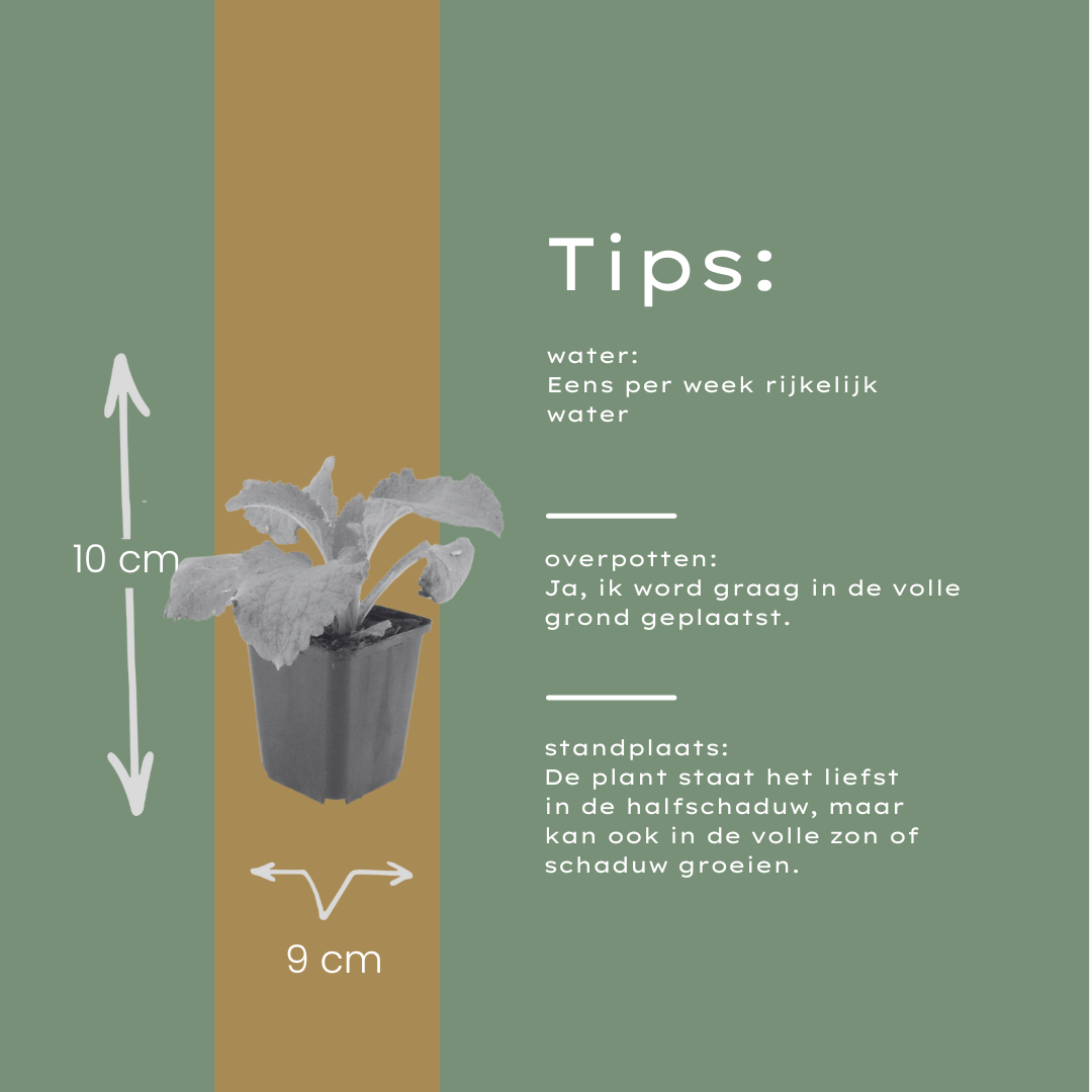 12x Roter Fingerhut (Digitalis purpurea), 10-25cm, Ø9cm