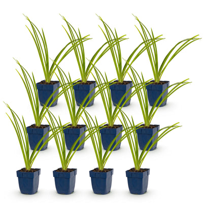 Green boutiQ - Perennial - Hemerocallis Pink Damask - Daylily - Bee and Butterfly Attractors - Pink - 12 Plants - Pot 11cm - Height 15-25cm