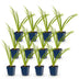 Green boutiQ - Perennial - Hemerocallis Pink Damask - Daylily - Bee and Butterfly Attractors - Pink - 12 Plants - Pot 11cm - Height 15-25cm Bild 2