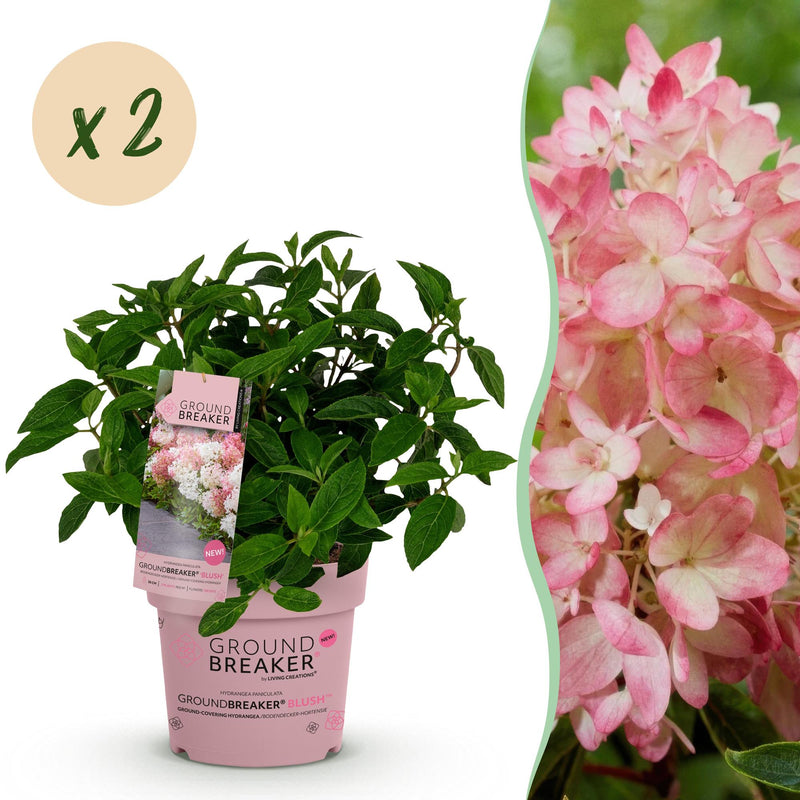 2x Hydrangea Groundbreaker Blush - Hardy, Pink, 14cm Pot