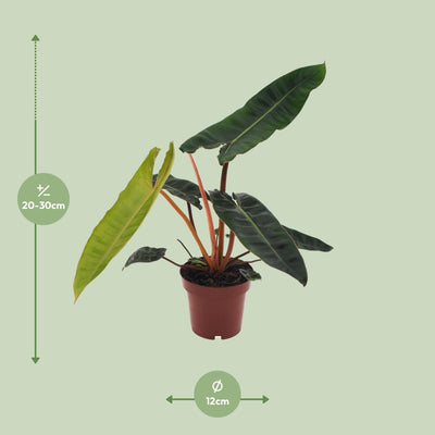 Philodendron Billietiae - Topf Ø12cm, Höhe ca. 25cm