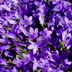 48x Glockenblume 'Coerulea' - 10-25cm - Ø9cm Bild 6