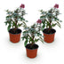 Buddleja davidii 'Little Ruby' - Butterfly Bush, 3 Plants Bild 2
