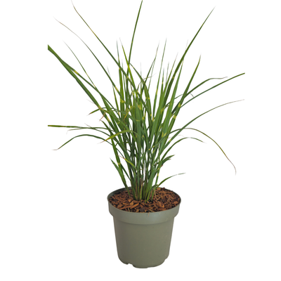 3x Miscanthus sinensis "Zebrinus" - Striking Zebra Grass with Decoratively Striped Leaves | Pot size 12 cm