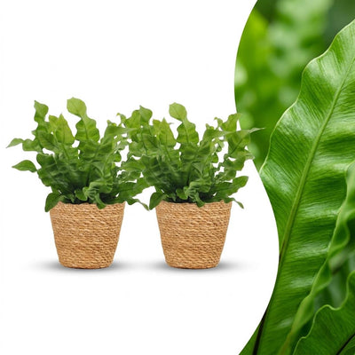 Green boutiQ - Asplenium Crispy Wave - Krauser Wellenfarn - 2 Pflanzen - mit Korb - Topf 12cm - Höhe - 30cm
