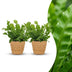 Green boutiQ - Asplenium Crispy Wave - Krauser Wellenfarn - 2 Pflanzen - mit Korb - Topf 12cm - Höhe - 30cm Bild 1